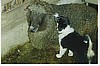Tori meeting one of the Leicester Longwool ewe